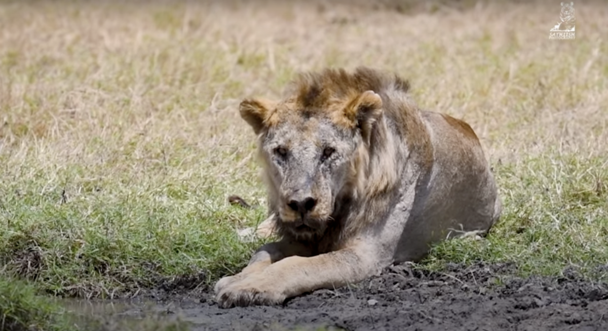 Il più vecchio leone d'Africa è stato ucciso: aveva 19 anni
