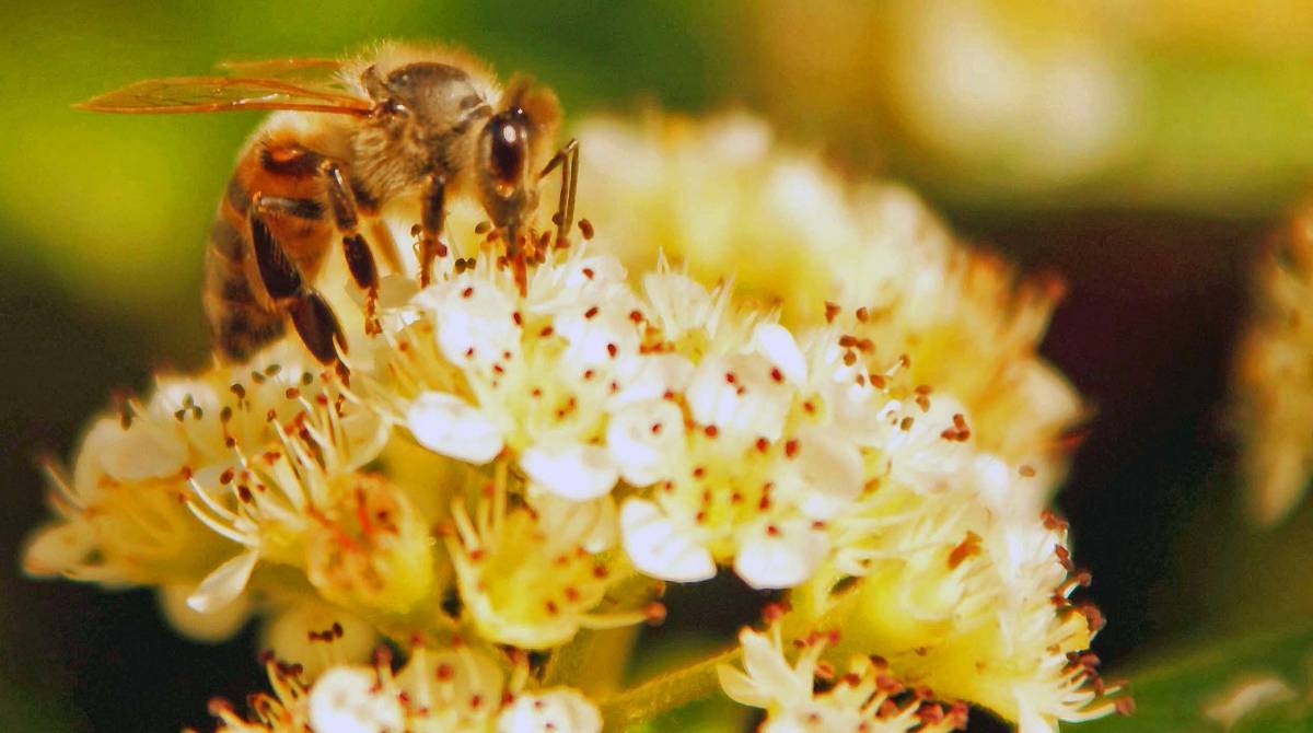Si celebra oggi la giornata mondiale delle api, ecco di cosa si tratta