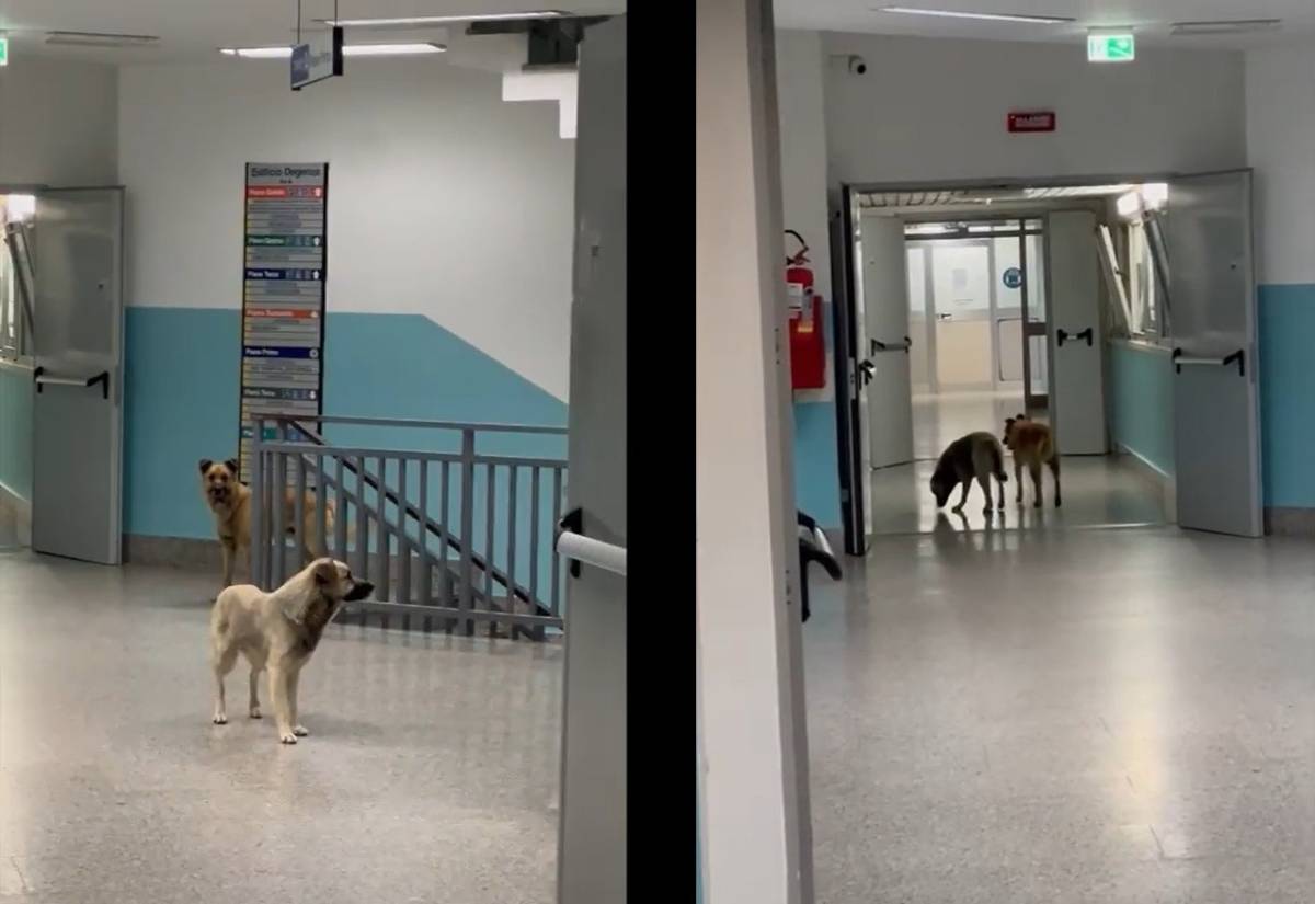 Cani randagi a spasso in ospedale: è polemica a Lamezia Terme