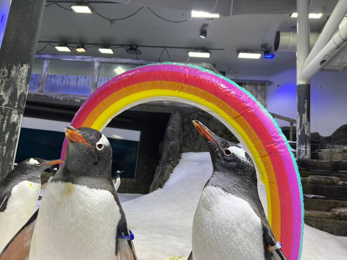 Australia, pinguini gay per raccontare l'omosessualità ai bambini: scoppia la polemica