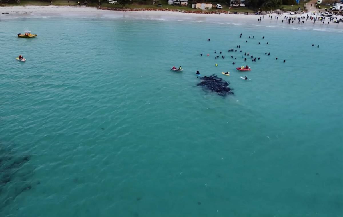 Australia, tragedia delle balene. "Morte dopo essersi spiaggiate"
