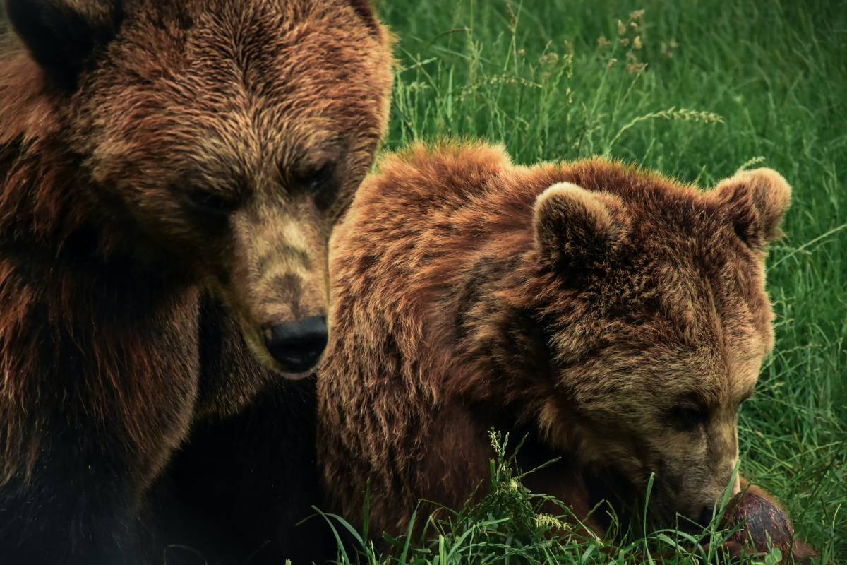 "Basta propaganda sugli orsi. Gli animalisti troppo emotivi"