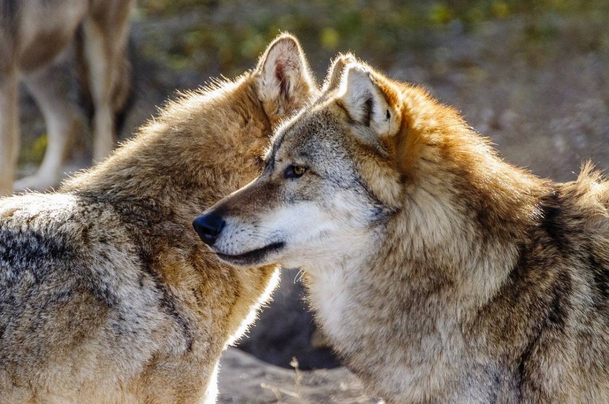 L'allarme sui lupi: "Non sono più in estinzione, minacciano le nostre eccellenze"