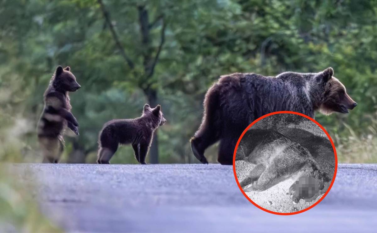 “Ho sparato per paura”. Uccisa a fucilate Amarena, l’orsa simbolo dell’Abruzzo