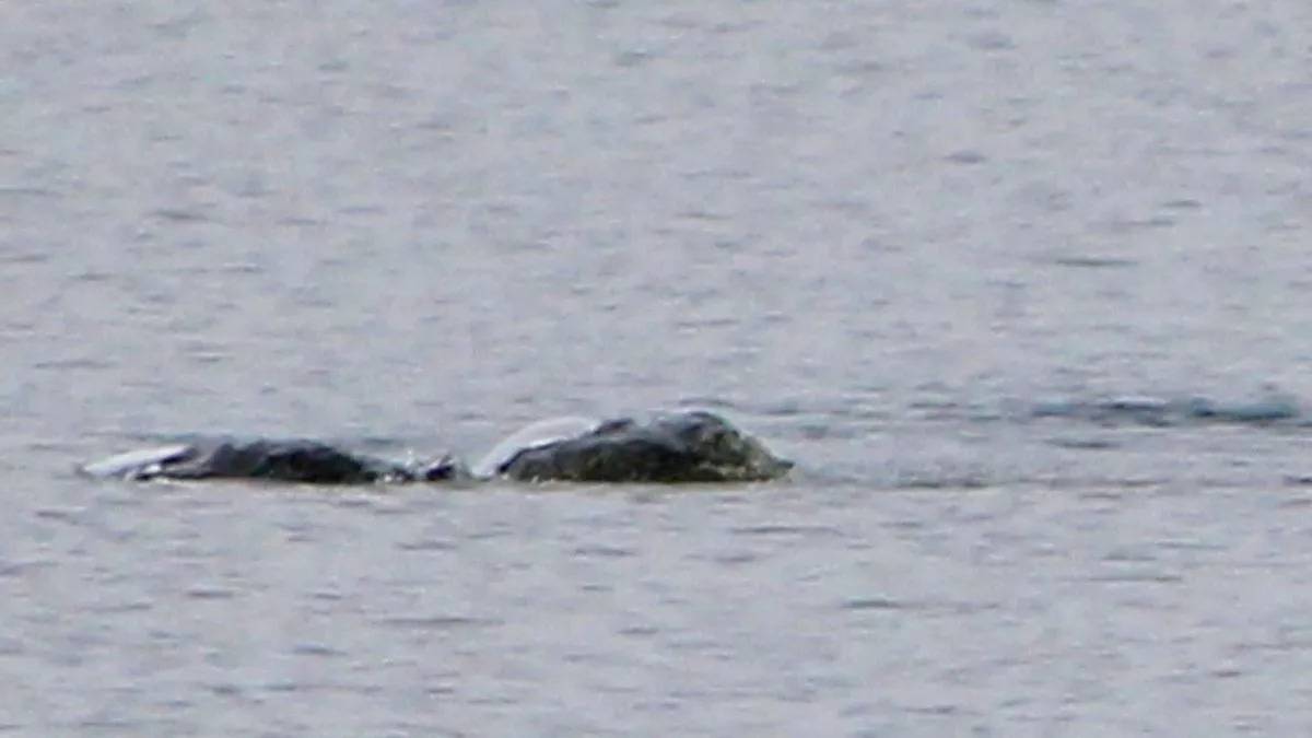 Una foto rilancia la Loch Ness-mania. "Ora è chiaro che il mostro esiste"
