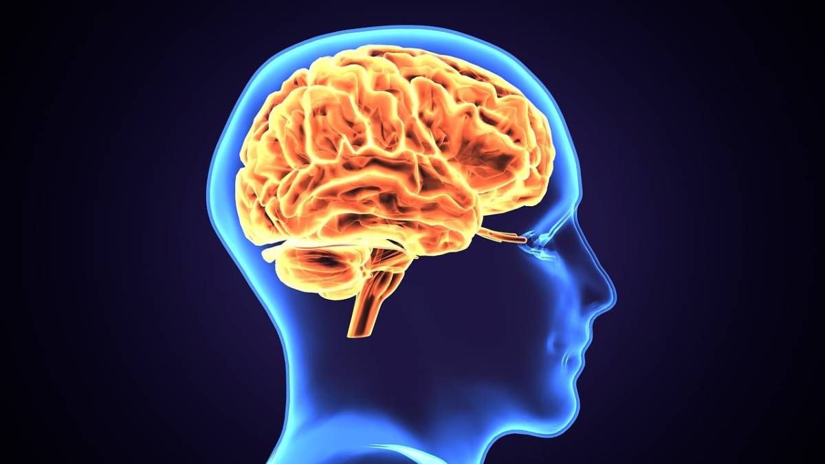 Cervello, scoperte nuove cellule fondamentali per la memoria, l'apprendimento e il movimento