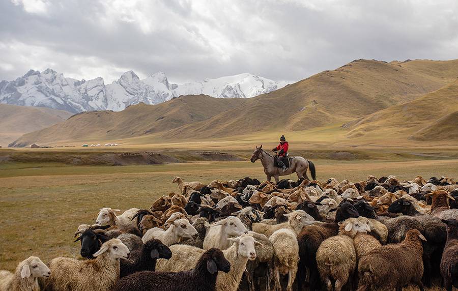 Pastori del Kirghizistan per salvare l'agricoltura sarda: il piano di Coldiretti