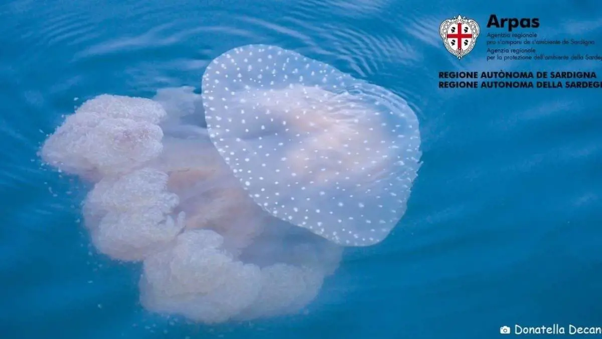 Questo è l'Inizio della Fine 1695140865-medusa-pois-arpas