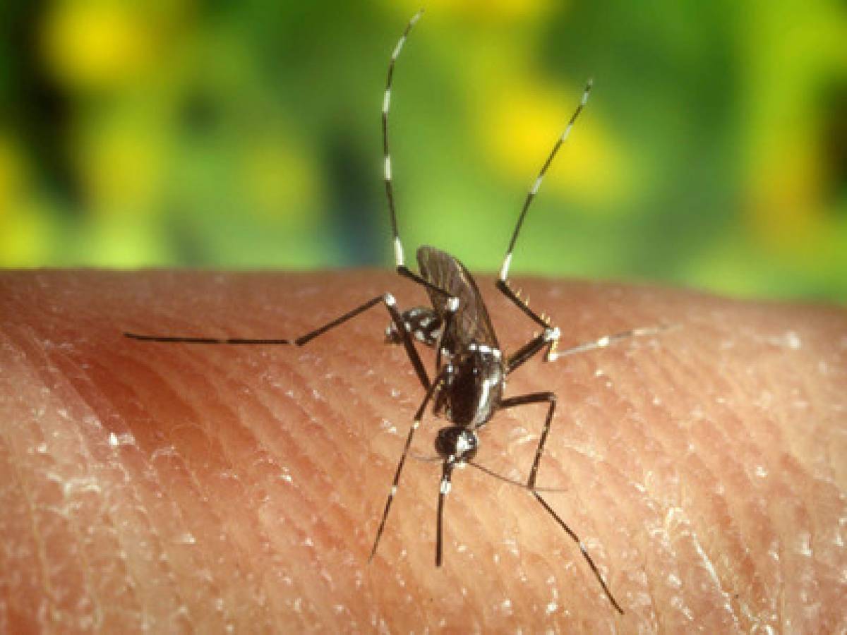 Dengue, scatta l'allerta anche in Italia: disinfettati gli aerei a Fiumicino