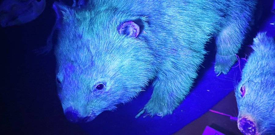 "Si illuminano al buio": cosa c'è dietro gli animali fluorescenti