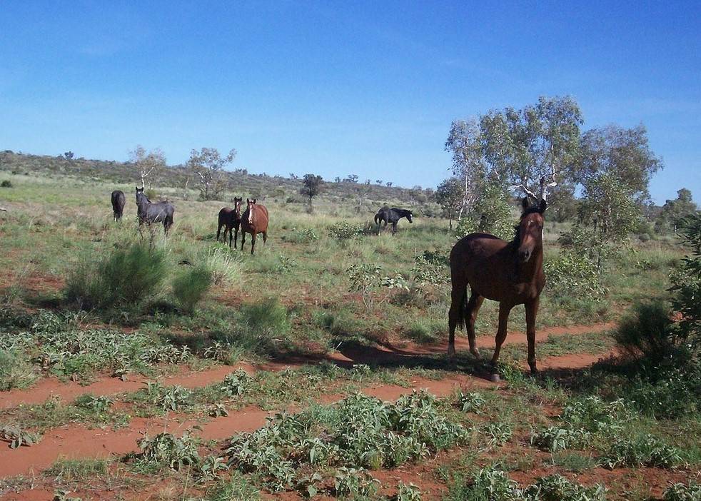 Troppi cavalli selvatici, l'Australia sceglie l'abbattimento: tiratori esperti spareranno dagli elicotteri