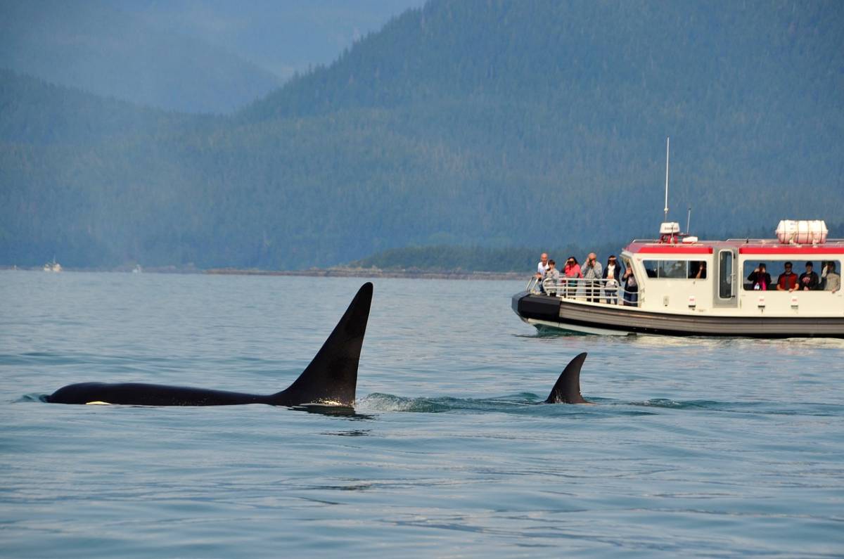 Yacht affondati e assalto delle orche: cosa c'è dietro gli attacchi choc dei cetacei