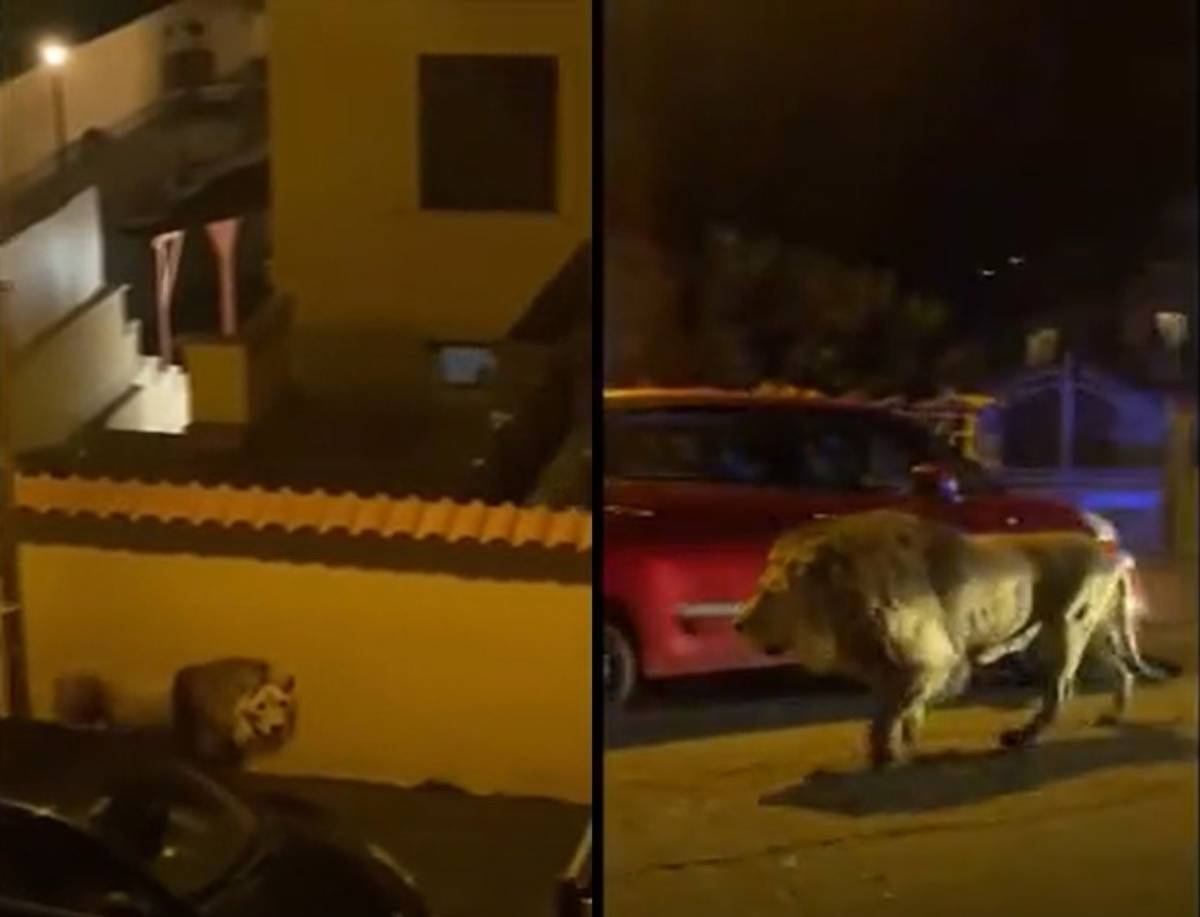Paura a Ladispoli, leone a spasso fra le case dopo essere fuggito dal circo