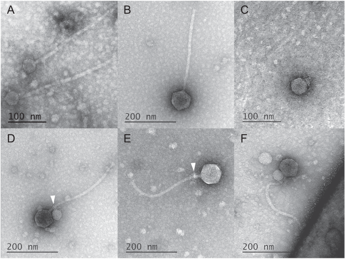 Si chiama "virus vampiro": ecco la nuova scoperta dei ricercatori