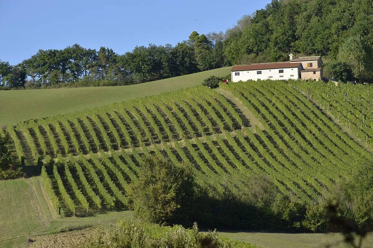 Belisario, il Verdicchio visto da Matelica