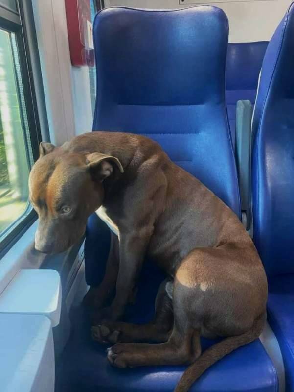 Pitbull prende il treno per Venezia e si accomoda sul sedile: "Roky in gita da solo"