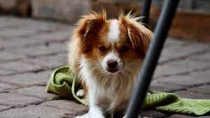 L'orrore dei ladri sulla cagnolina Laika: uccisa a calci durante la rapina in villa