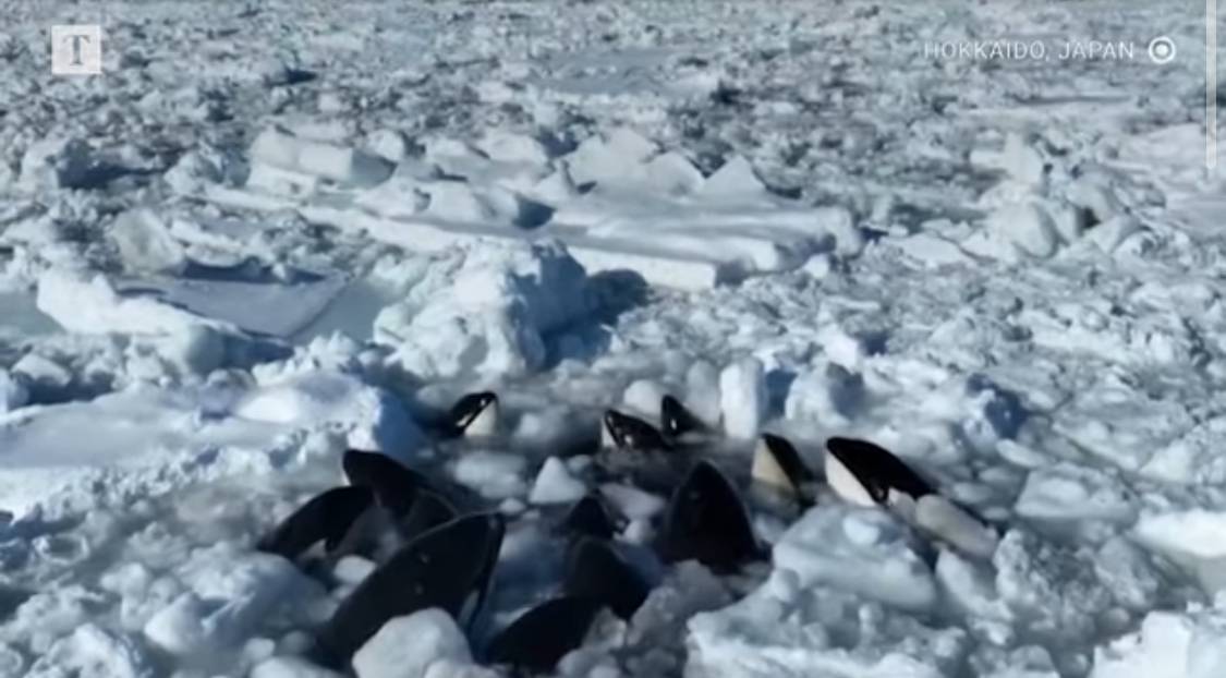 Orche assassine intrappolate nei ghiacci: il video choc