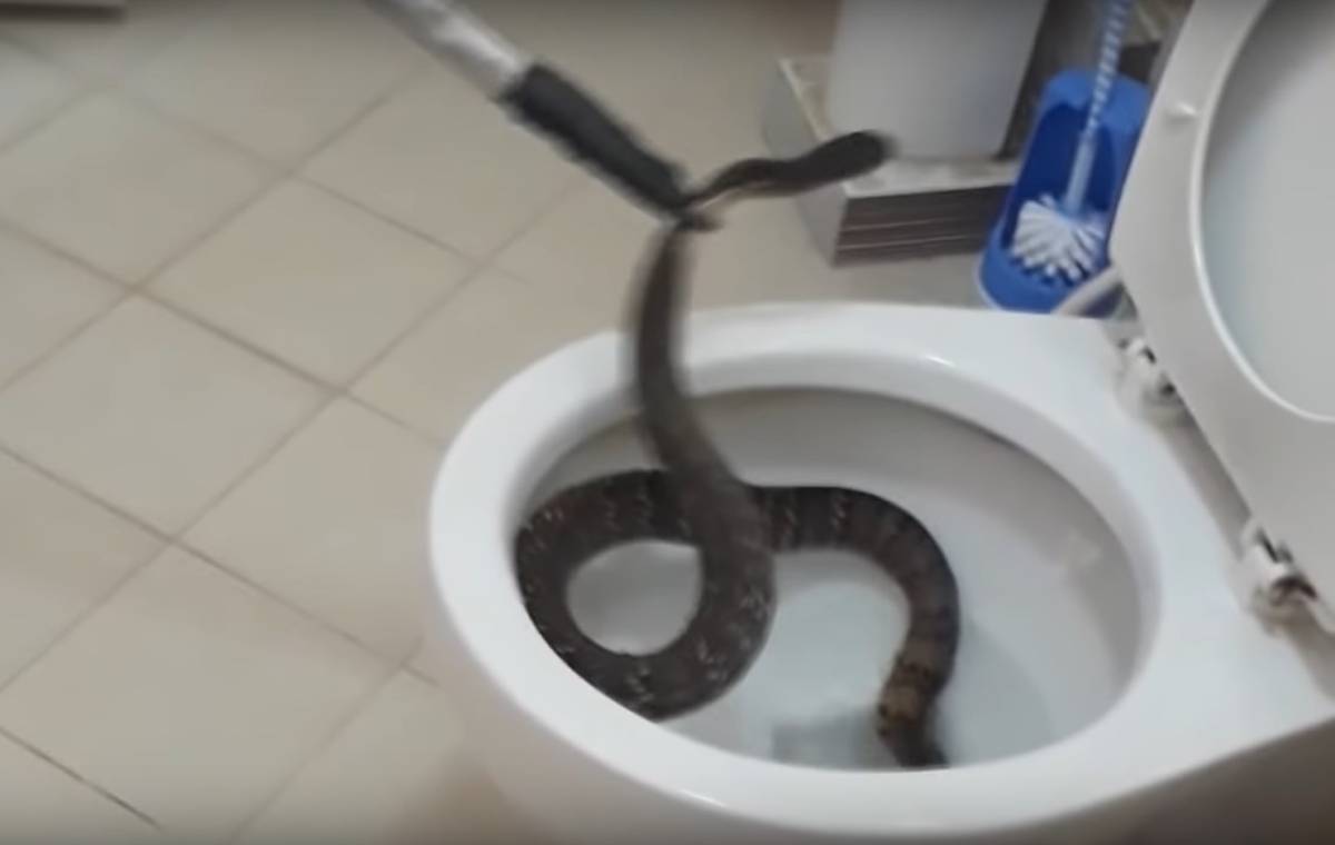 Dalle rane ai serpenti, ecco quali "mostri" possono spuntare in bagno