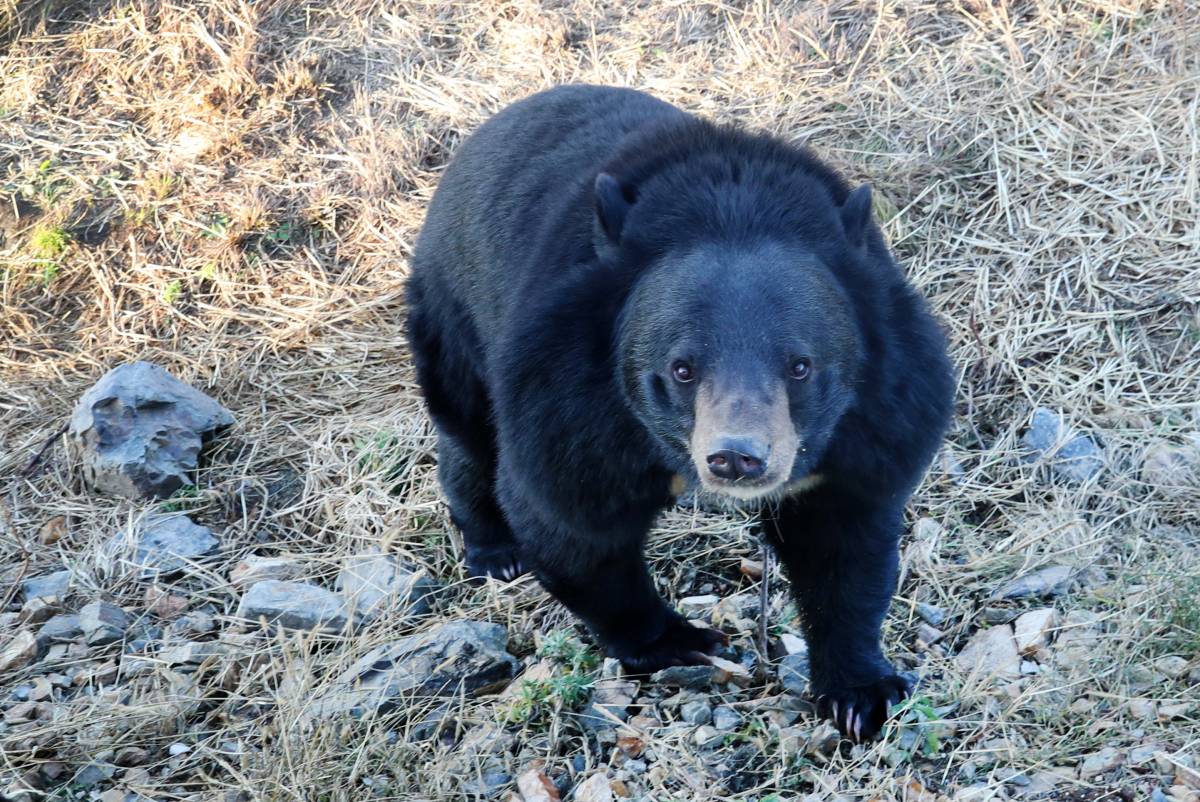 "Bata selfie con l'orso depresso", la polizia lancia l'allarme. Animali stressati