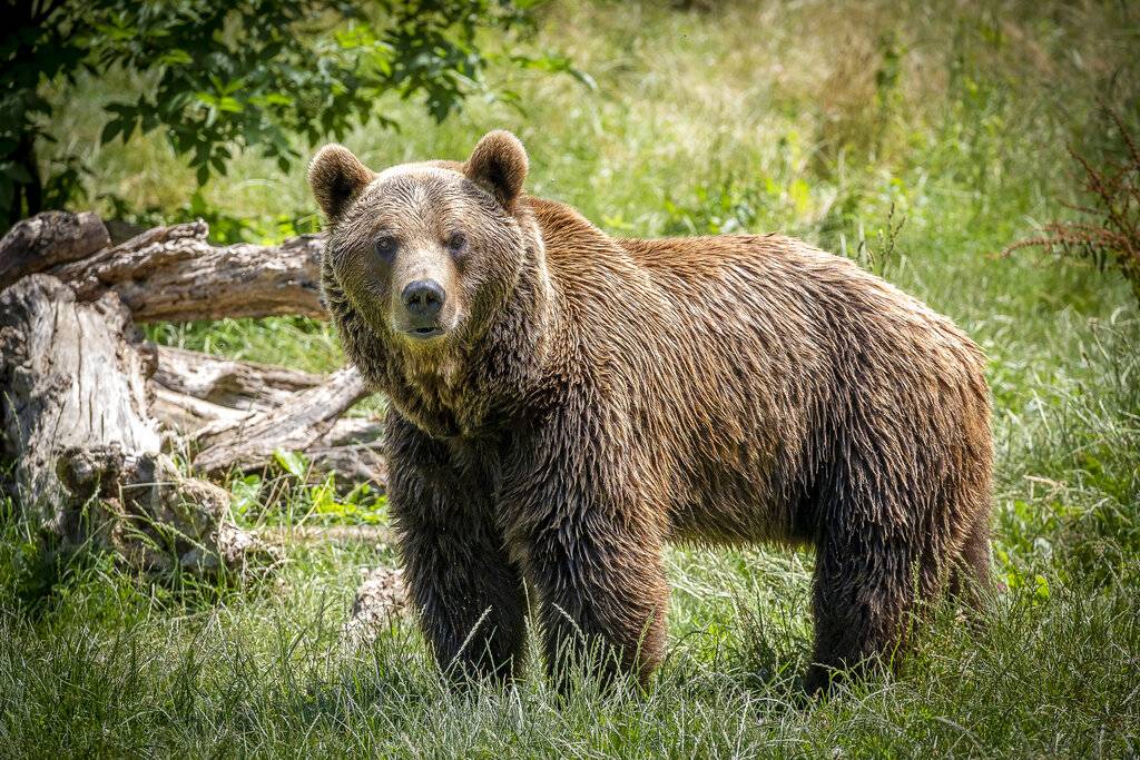 Plebiscito in Val di Sole per cacciare orsi e lupi. "Sono un pericolo"