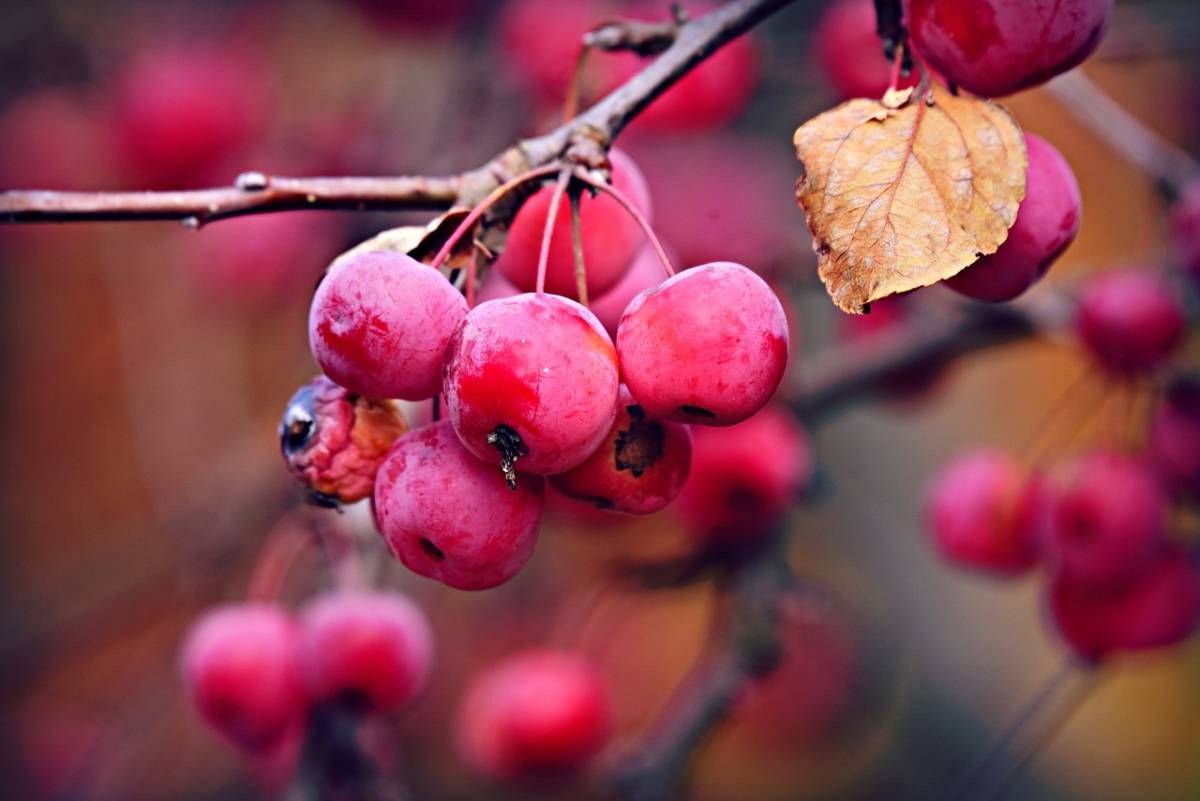 Fegato grasso: il "camu camu" contrasta gli effetti della steatosi epatica. Lo studio