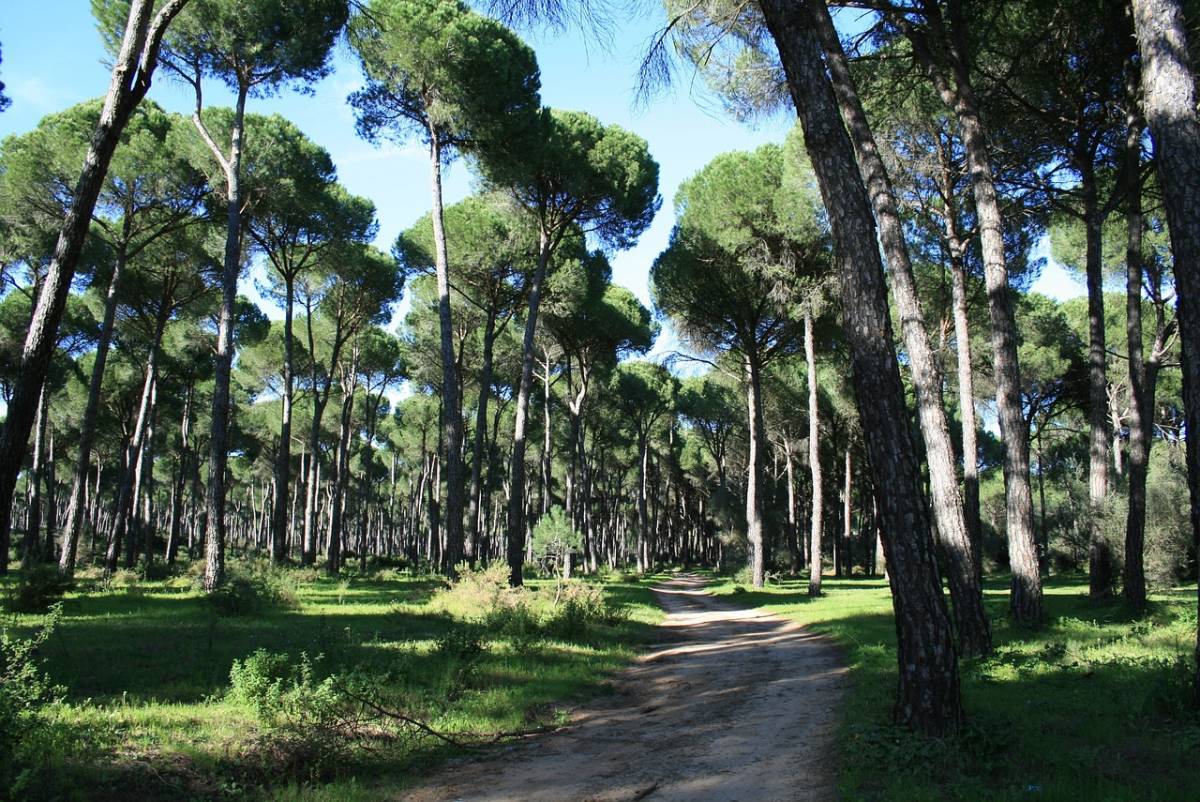 Ostia, politico sorpreso in pineta in atteggiamenti intimi con una donna: scoppia la polemica