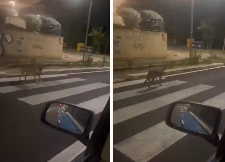 Roma, bimbo di 4 anni aggredito da una lupa. Catturato l'animale