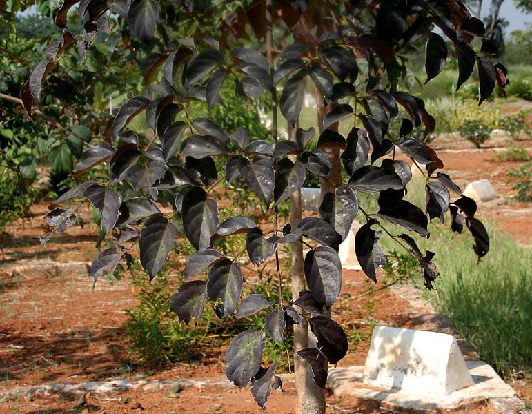 Un esemplare di Oroxylum indicum