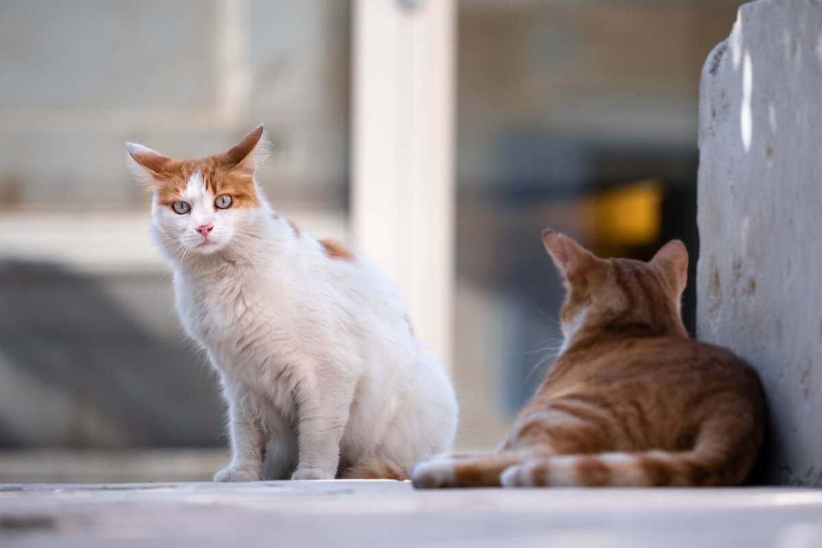 Strage di gatti nel Bergamasco. Torturati e presi a fucilate, le associazioni: "Ora è allarme"