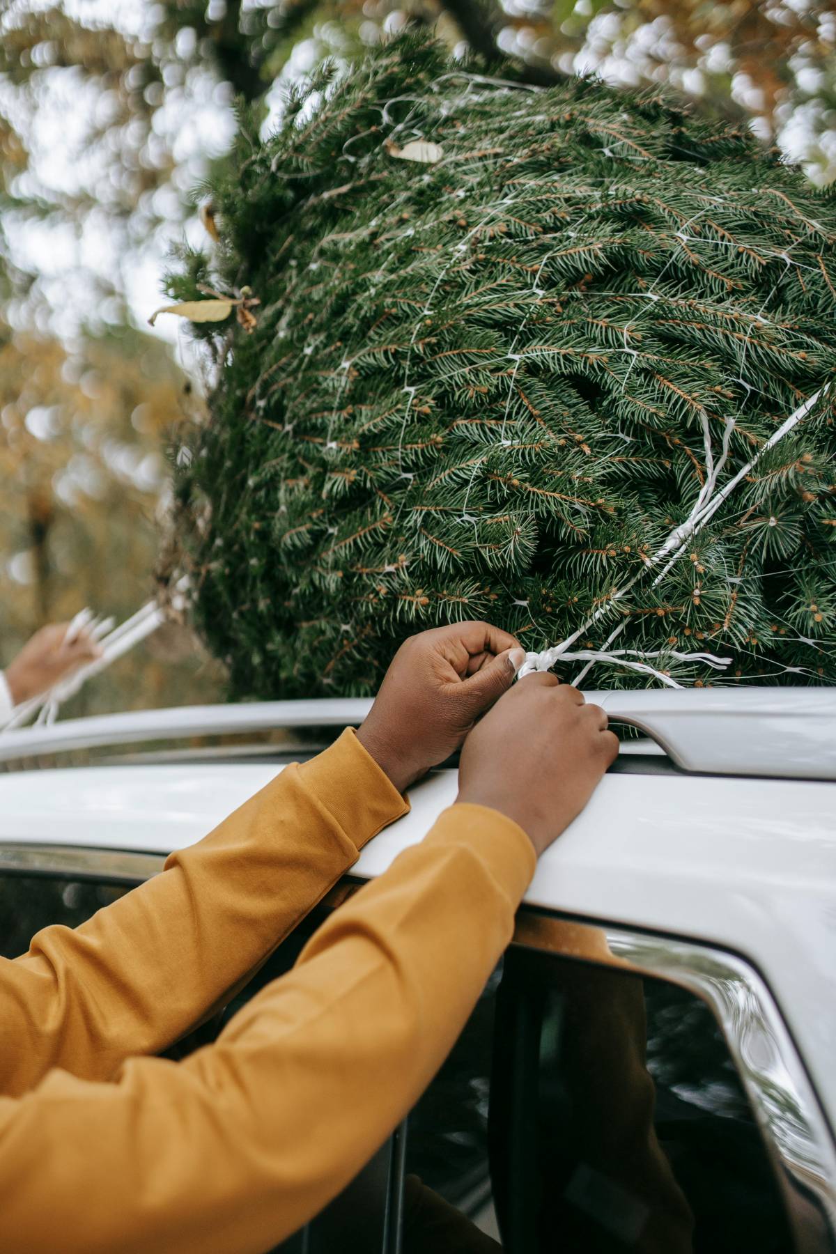 Devi trasportare l'albero di Natale in auto? Occhio alle multe, cosa c'è da sapere