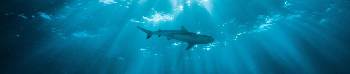 Snorkeling tragico. Italiano ucciso da uno squalo nel Mar Rosso