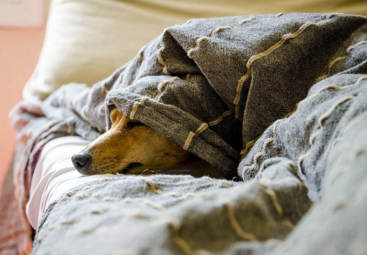 Botti di capodanno, pericolosissimi per gli animali ma anche per gli umani. Ecco perché