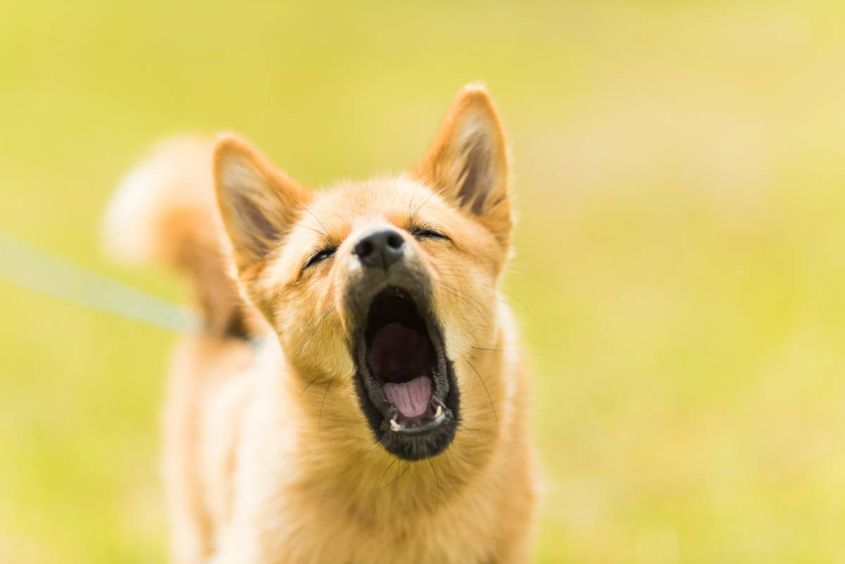 Litigano per il cane che abbaia troppo forte. Accoltella la vicina