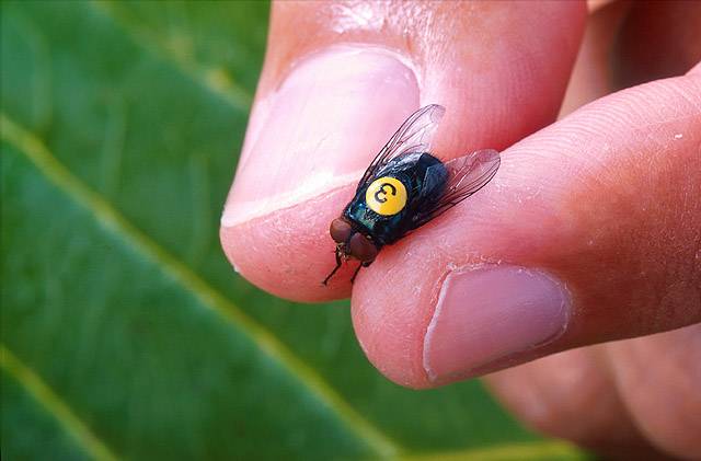 "Si infila ovunque". È allarme per la mosca "mangiauomini"