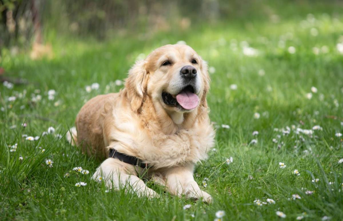 Il cane, le cagnette e le ragioni di un retrogrado