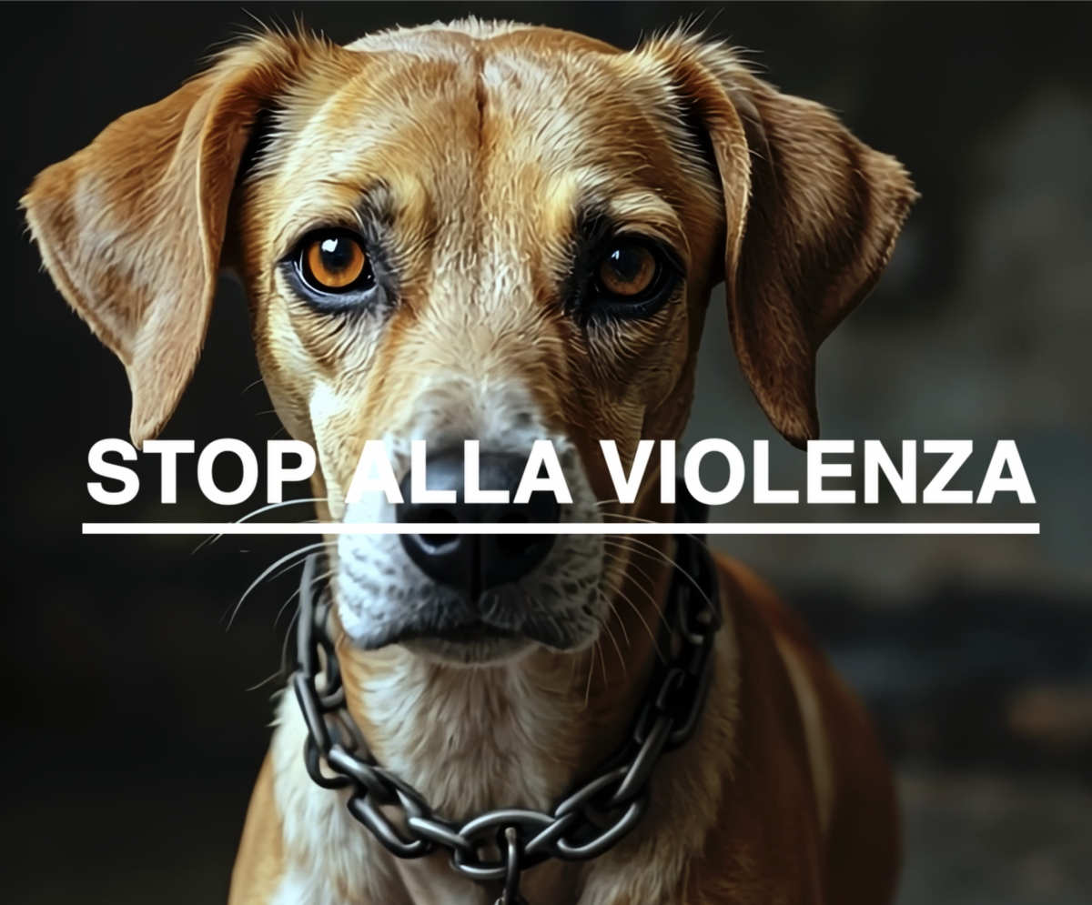 Leidaa, la nuova campagna per salvare gli animali vittime di gravi maltrattamenti