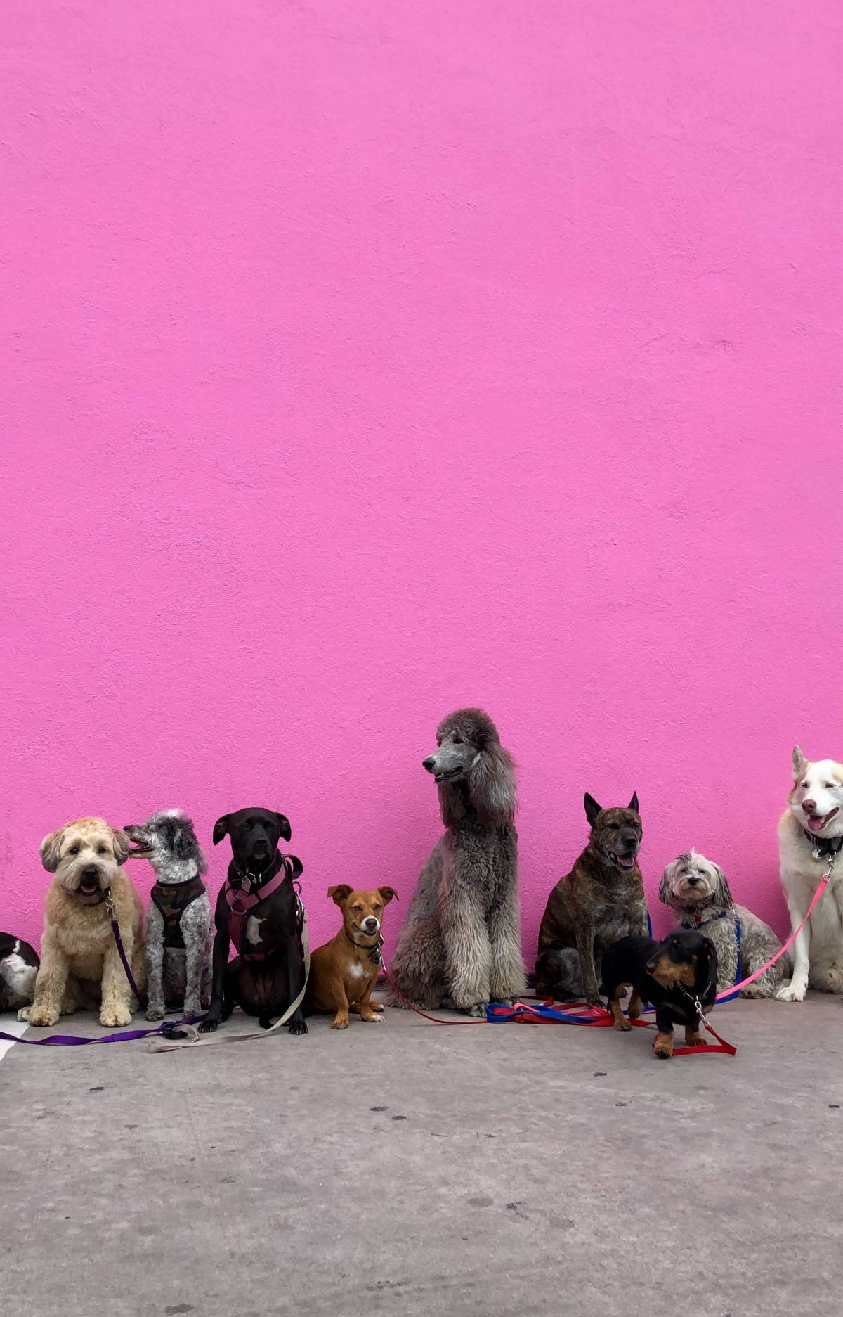 Città stressante anche per i cani. Un corso contro le fobie cittadine