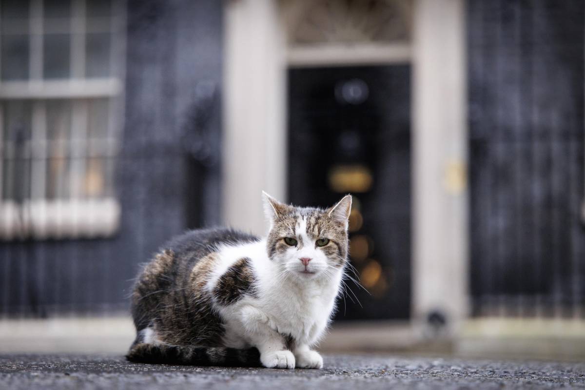 "Gattolici" di tutto il mondo in festa: ecco i "first cat" che graffiano i politici