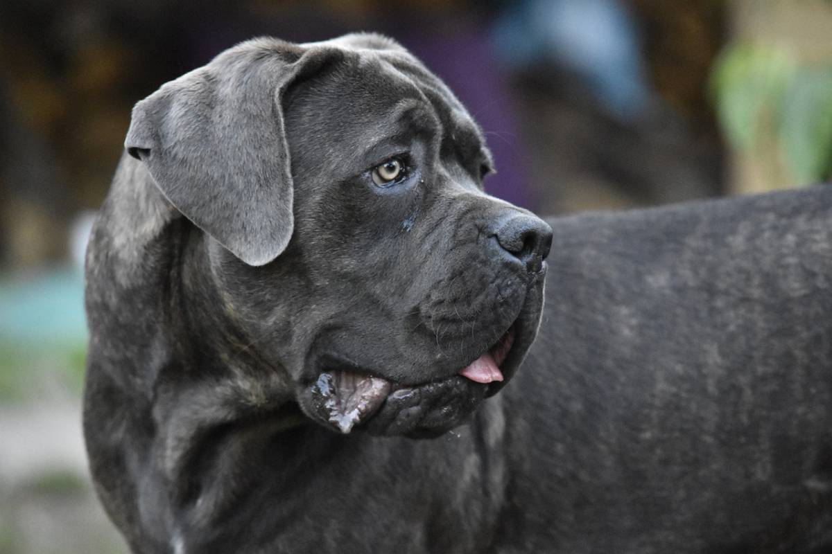 Gli animali domestici riducono lo stress? Vero, il problema sono gli altri umani