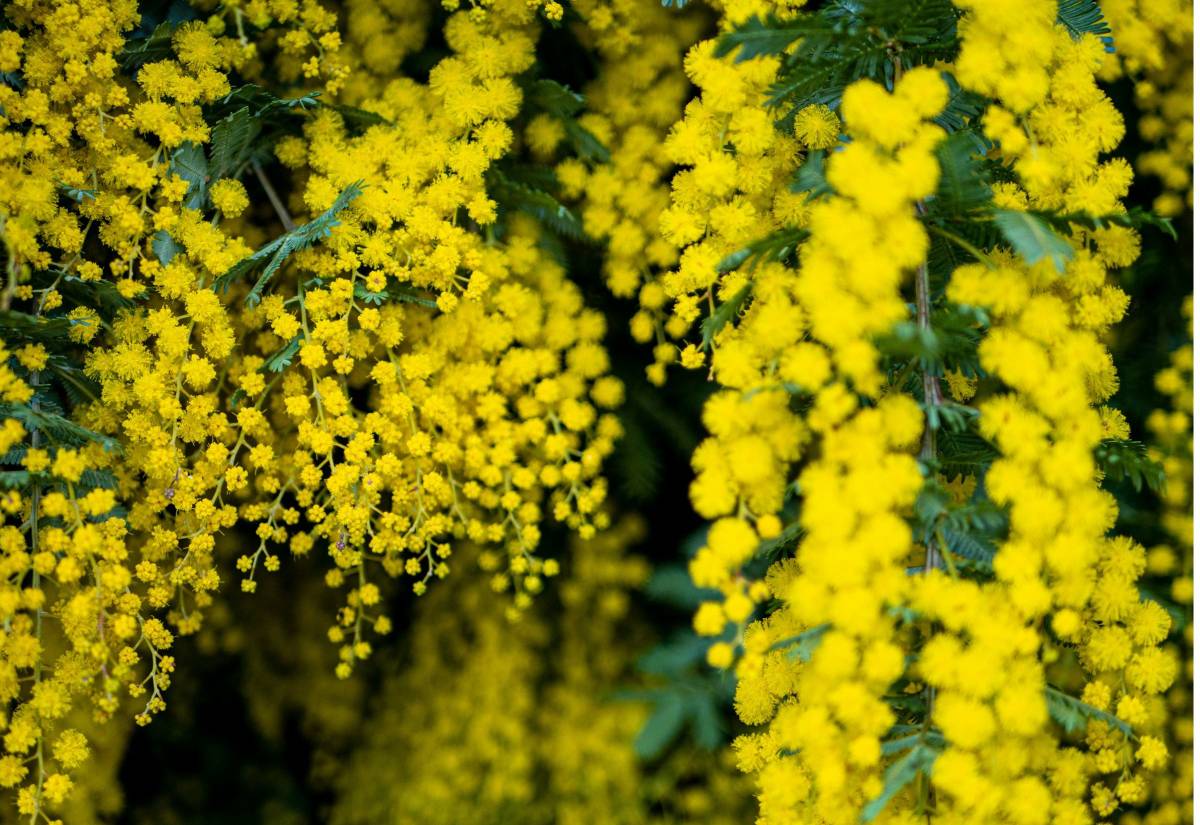 Festa della donna, tutti i segreti della torta mimosa: preparazione e curiosità