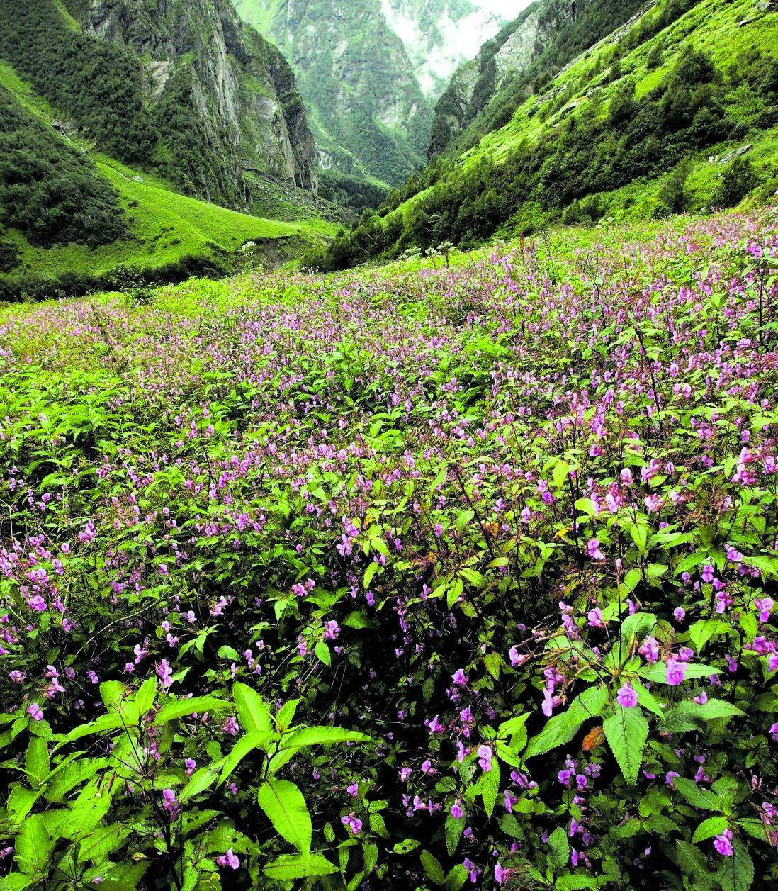 "A spasso sull'Himalaya ho cercato tra i fiori il mio paradiso perduto"