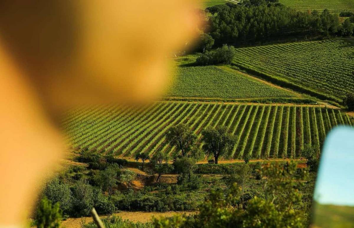Galoupet, le vigne