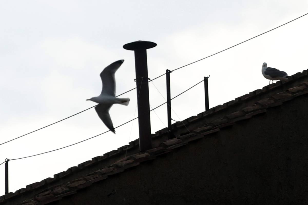 Sul comignolo della Cappella Sistina torna il "gabbiano del Conclave"
