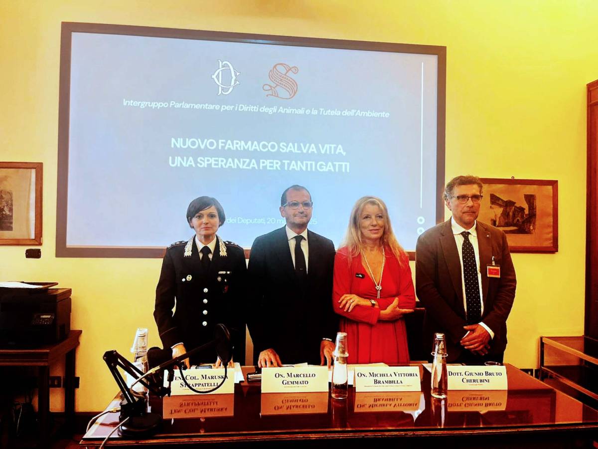 Brambilla: "Renderemo disponibile il farmaco salva-vita per i gatti"