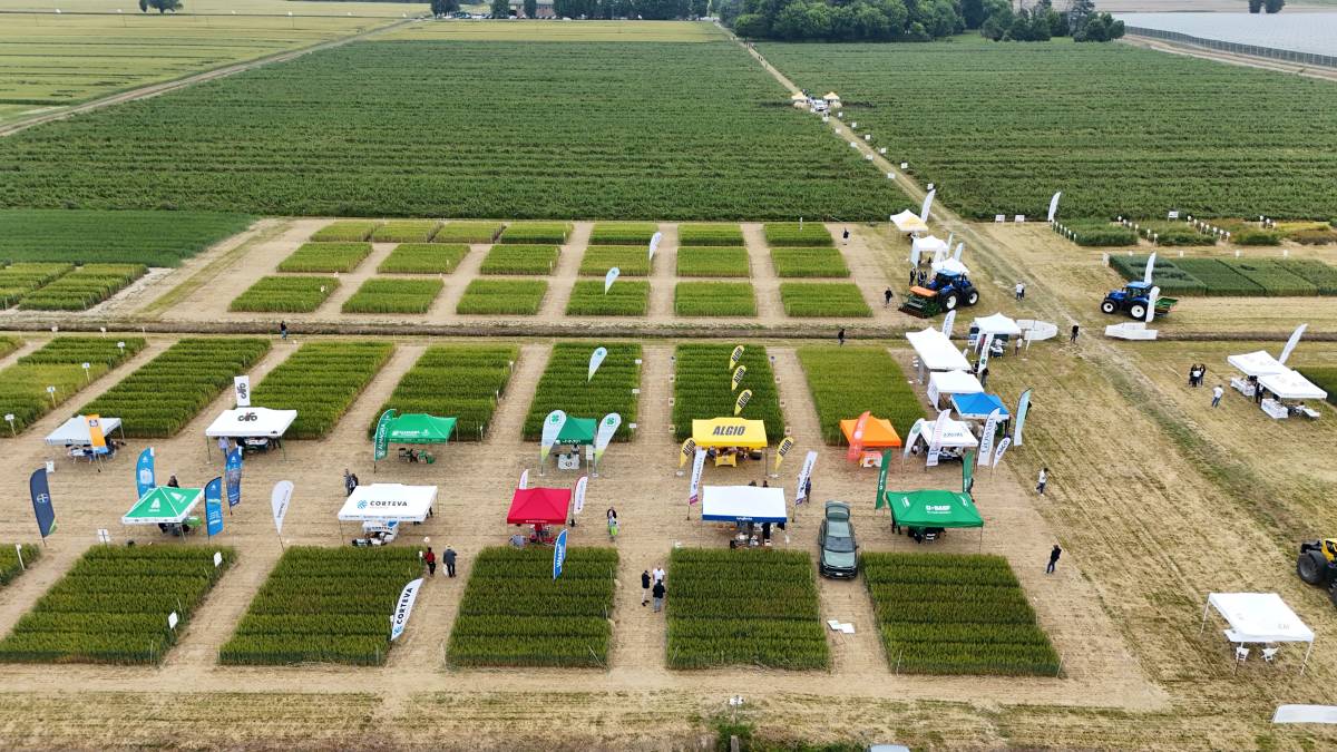 Grano: consorzi agrari d’italia-coldiretti, qualità in crescita ma preoccupa -7% duro