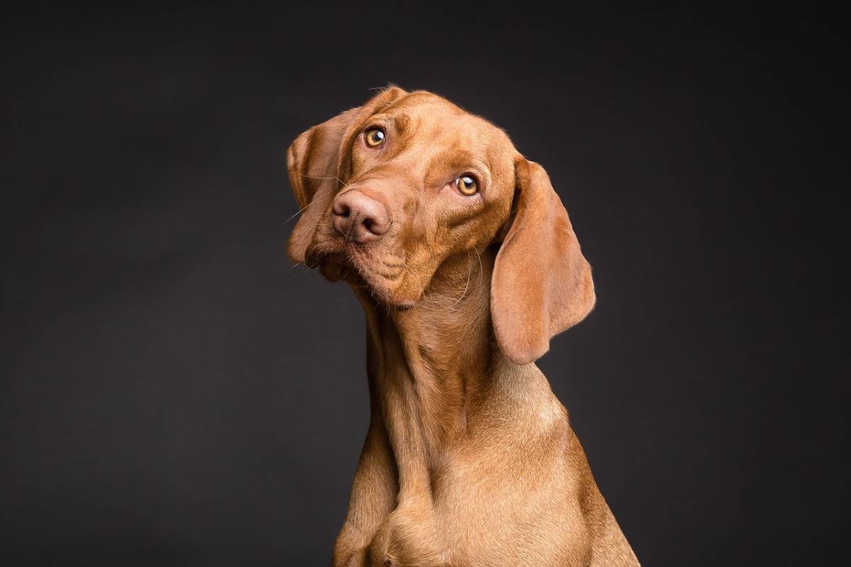 Cani di razza, quali sono i più costosi al mondo: il più caro supera i 5 milioni di euro