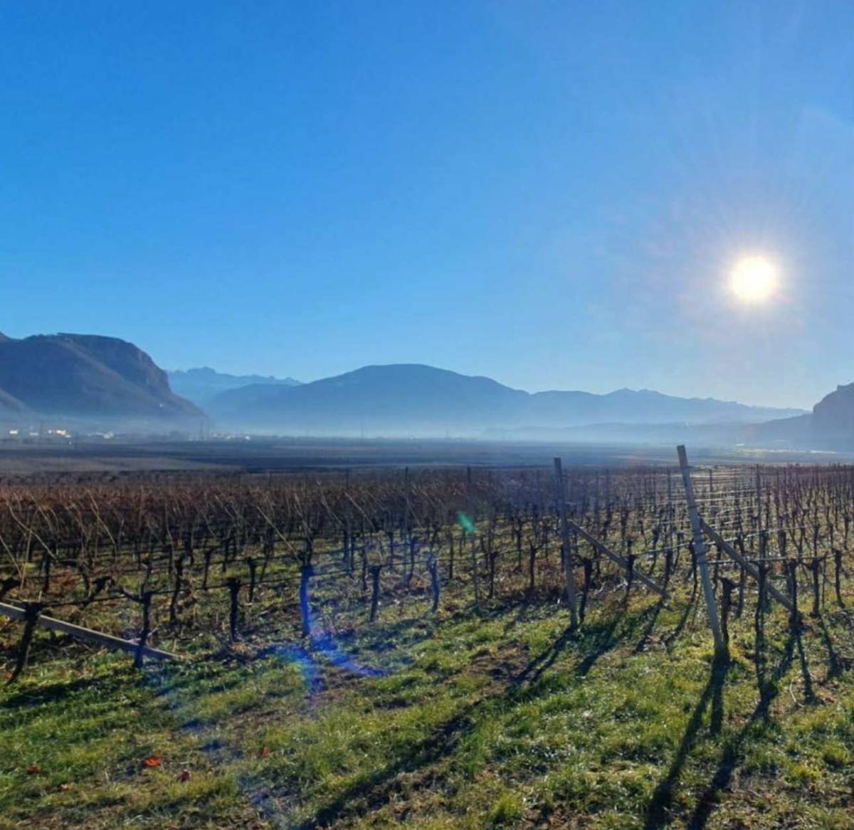 Cantina Andriano, le viti in inverno