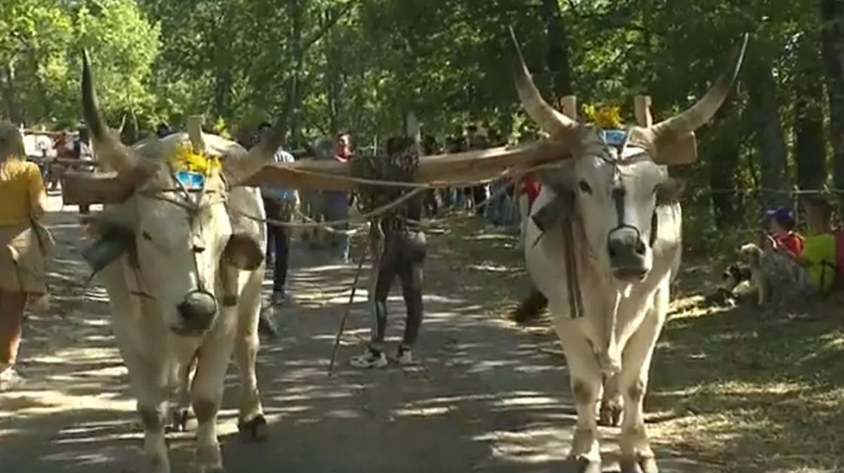 Matera, paura alla festa di Accettura: buoi travolgono la folla, 5 feriti
