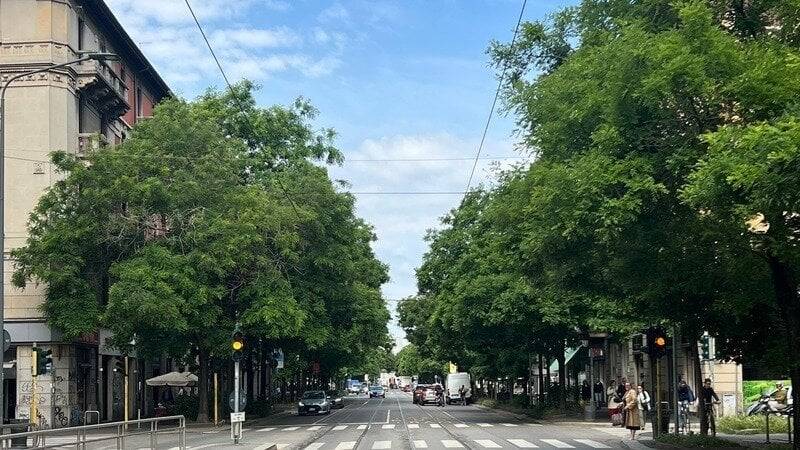 Il Comune "green" taglia piante secolari in corso XXII Marzo: "Sono inadatte"